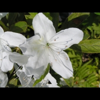 Rhododendron Liliiflorum (fam. Ericacees) (Chine) (14)